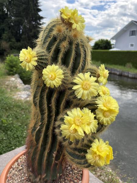 Parodia warasii